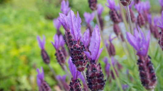 Le Erbe Officinali della Sardegna | Segreti millenari e proprietà medicinali